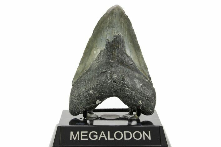 Fossil Megalodon Tooth - North Carolina #367920